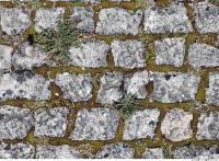 Photo Texture of Overgrown Floor